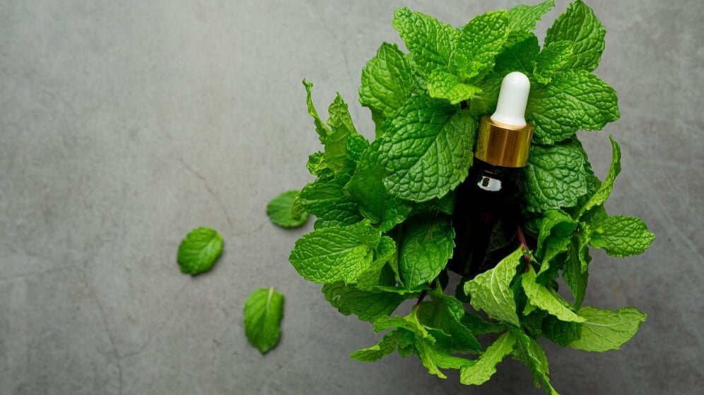 menthe phytotherapie